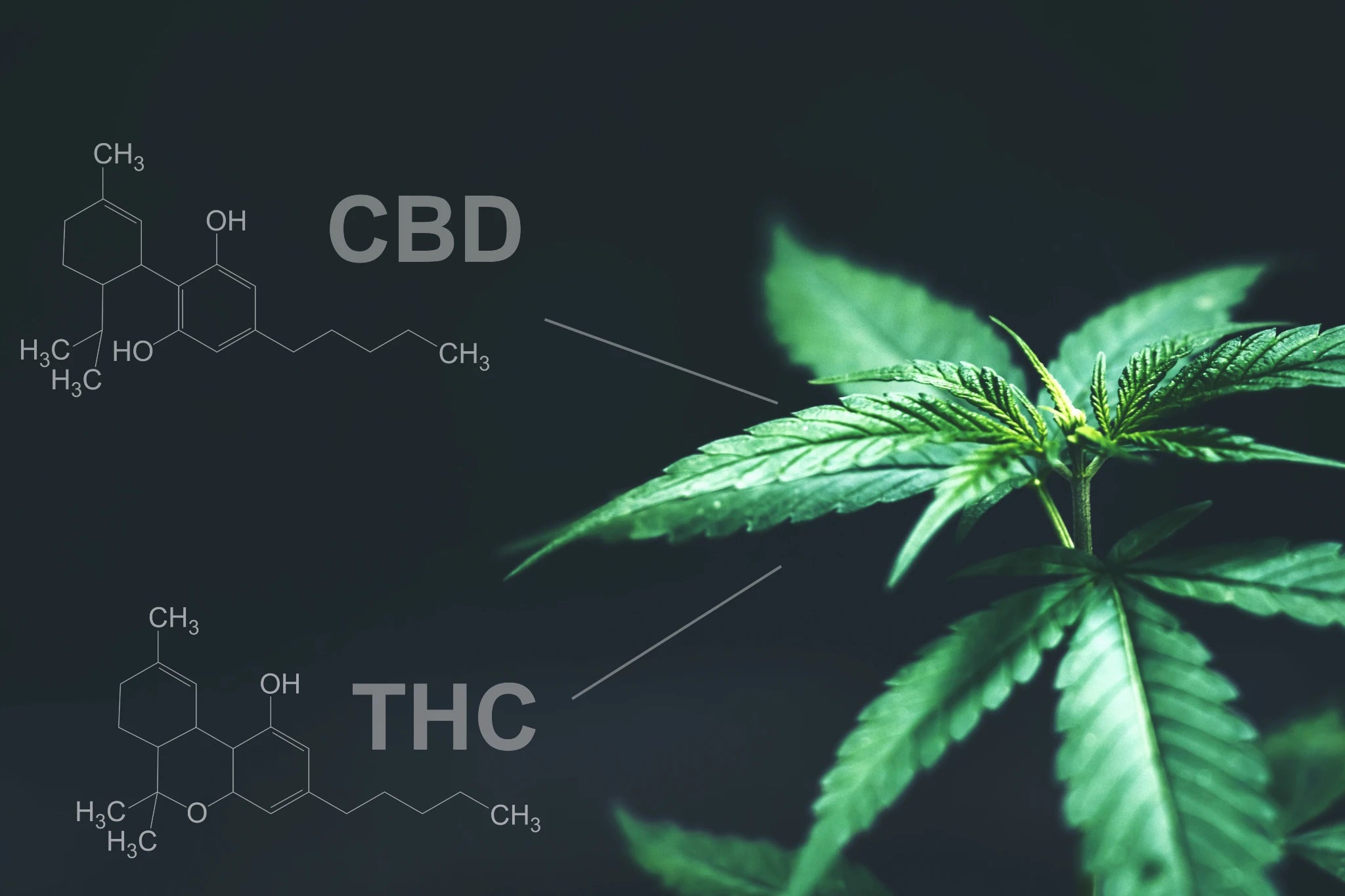 THC Vs. CBD | Properties, Benefits, and Side Effects
